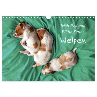 Irish Red and White Setter Welpen (Wandkalender 2027 DIN A4 quer), CALVENDO Monatskalender