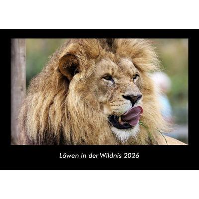 Löwen in der Wildnis 2026 Fotokalender DIN A3