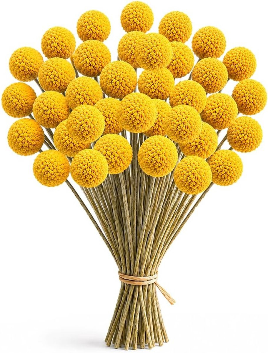 36 stuks Gedroogde gele Craspedia-ballen voor decoratie en bloemstukken