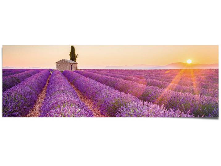 Poster REINDERS Lavendel Horizont , lila (farbe bild(er): lila), B:158cm H:53cm, Papier, Bilder, Poster