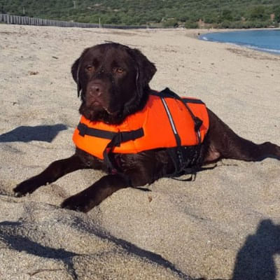 Croci Salvagente Arancione per Cane S