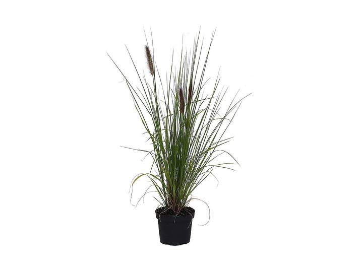 Garten-Federborstengras (Pennisetum alopecuroides var. viridescens), Topfgrösse Ø19cm