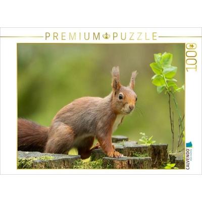 CALVENDO Puzzle Ein Motiv aus dem Kalender Das Eurasische Eichhörnchen - Kunterbuntes Waldtreiben | 1000 Teile Lege-Größe 64x48cm Foto-Puzzle für