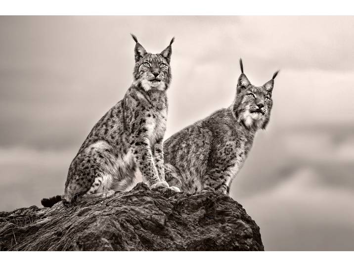 Fototapete PAPERMOON Photo-Art XAVIER ORTEGA, ZWEI LUCHS AUF FELSEN , bunt, B:4,5m L:2,8m, Vlies, Tapeten, Fototapete