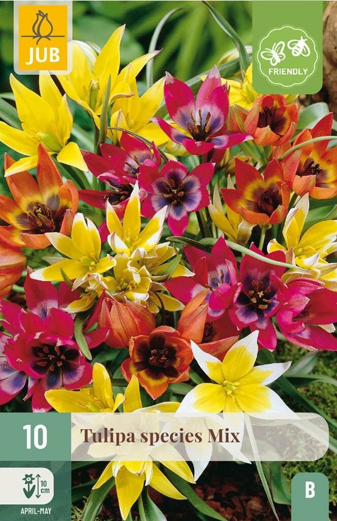 Jub Tulp species mix 10 bollen