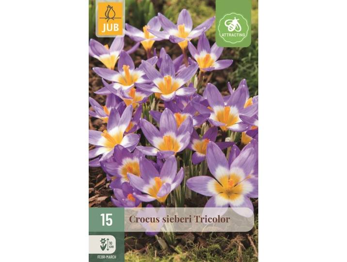 Krokus sieberi tricolor 15 bollen