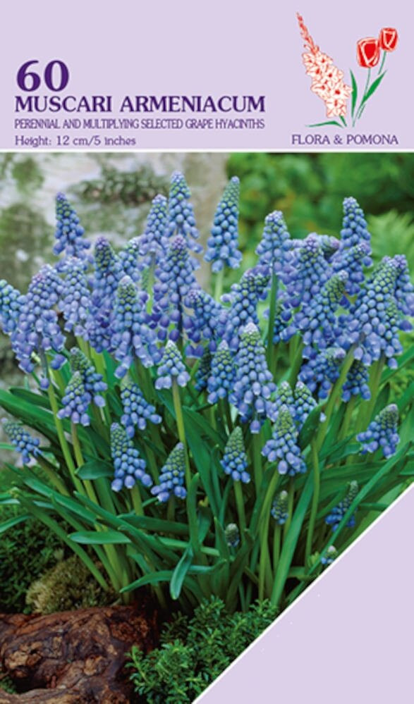 60 blauwe Muscari Armeniacum bloembollen voor de herfst