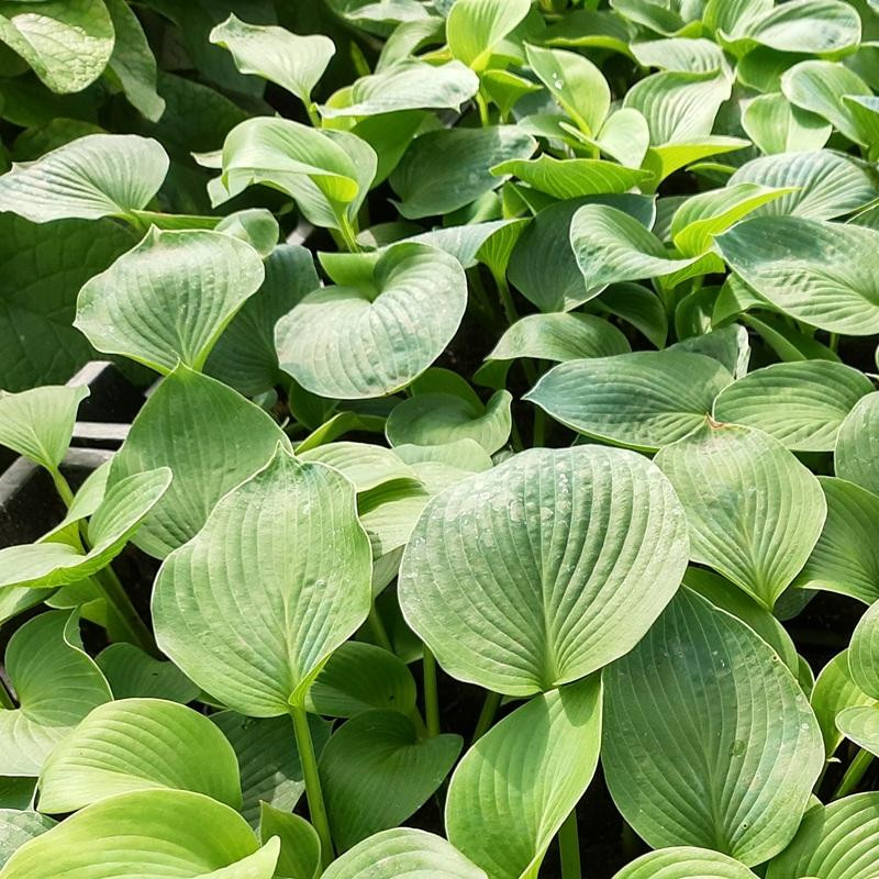 6 x Hosta fortunei Obscura planten in pot van 9x9 cm door Arborix