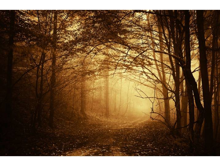 Fototapete PAPERMOON Dunkler Wald , bunt, B:3,5m L:2,6m, Vlies, Tapeten, Fototapete