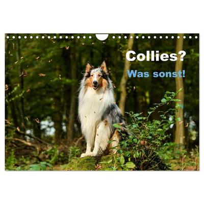 Collies? Was sonst! (Wandkalender 2026 DIN A4 quer), CALVENDO Monatskalender