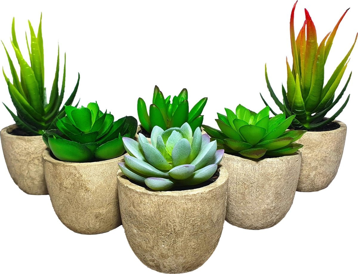 Set van 6 kunstmatige vetplanten in pot