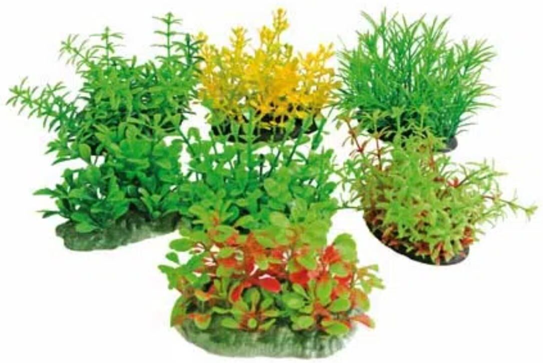 AMTRA Croci Tropical Plant Series CM.8