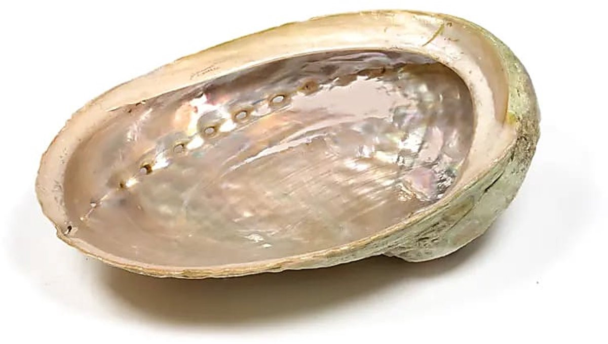 Abalone smudge schelp Haliotis diversicolor met parelmoer voor energetisch reinigen