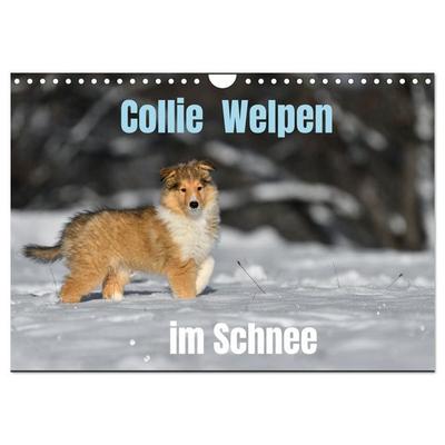Collie Welpen im Schnee (Wandkalender 2027 DIN A4 quer), CALVENDO Monatskalender