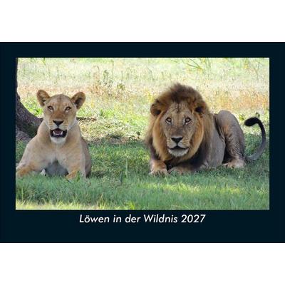 Löwen in der Wildnis 2027 Fotokalender DIN A5