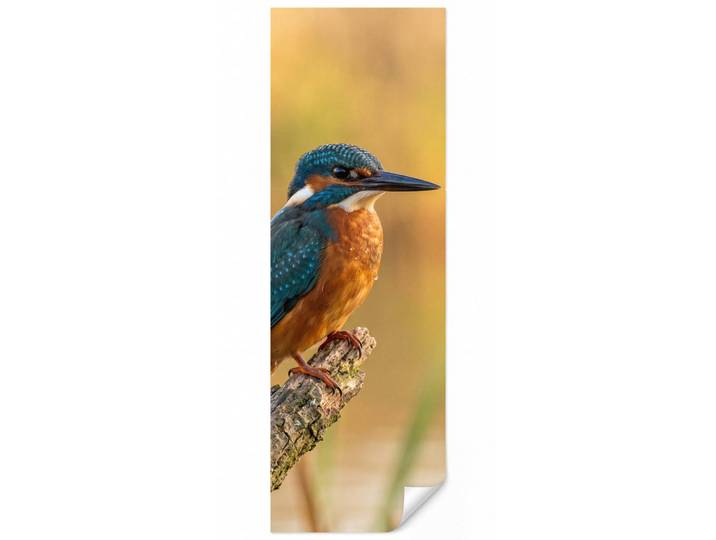 OnlyWow Tapete - Eisvogel - Zweig - Wasser - Bunt - Lebendig - 100x280 cm, Mehrfarbig, Papier, Rechteckig, 100x280 cm, Tapeten & Wandverkleidungen, Vliestapeten