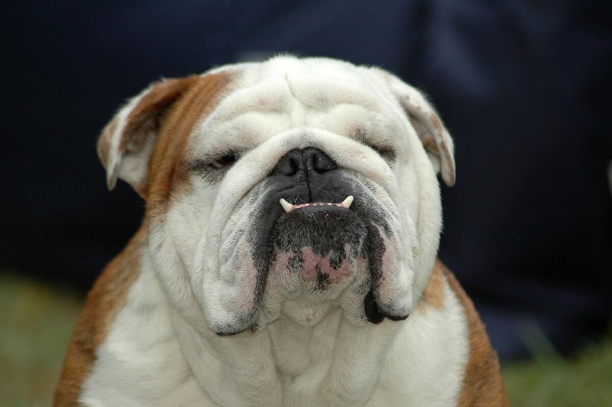 Fototapete PAPERMOON "Englisches Bulldoggenporträt", bunt, B:5m L:2,8m, Vlies, Tapeten, Fototapete bunt B/L: 5m x 2,8m, Rollen: 1