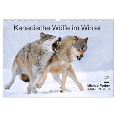 Kanadische Wölfe im Winter (Wandkalender 2027 DIN A3 quer), CALVENDO Monatskalender