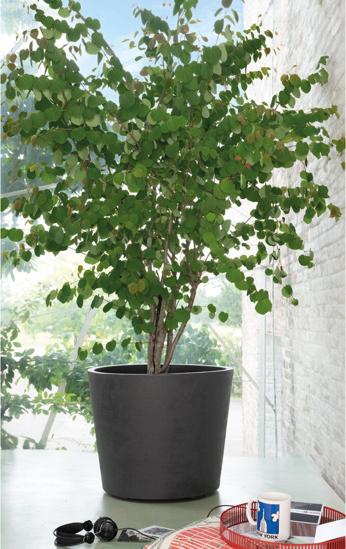 Deroma UK Millennium Vaso 53cm Brownstone 53.5cm H X 43.5cm W X 43.5cm D