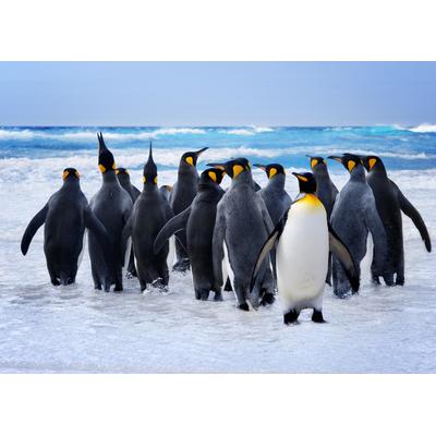 Fototapete PAPERMOON "King Penguins", bunt, B:3m L:2,23m, Vlies, Tapeten