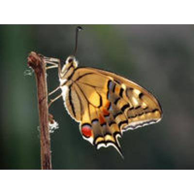 CALVENDO Puzzle Schwalbenschwanz (Papilio machaon) | 1000 Teile Lege-Größe 64x48cm Foto-Puzzle für glückliche Stunden