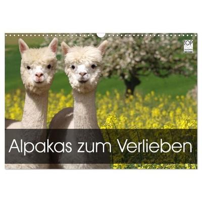 Alpakas zum Verlieben (Wandkalender 2027 DIN A3 quer), CALVENDO Monatskalender