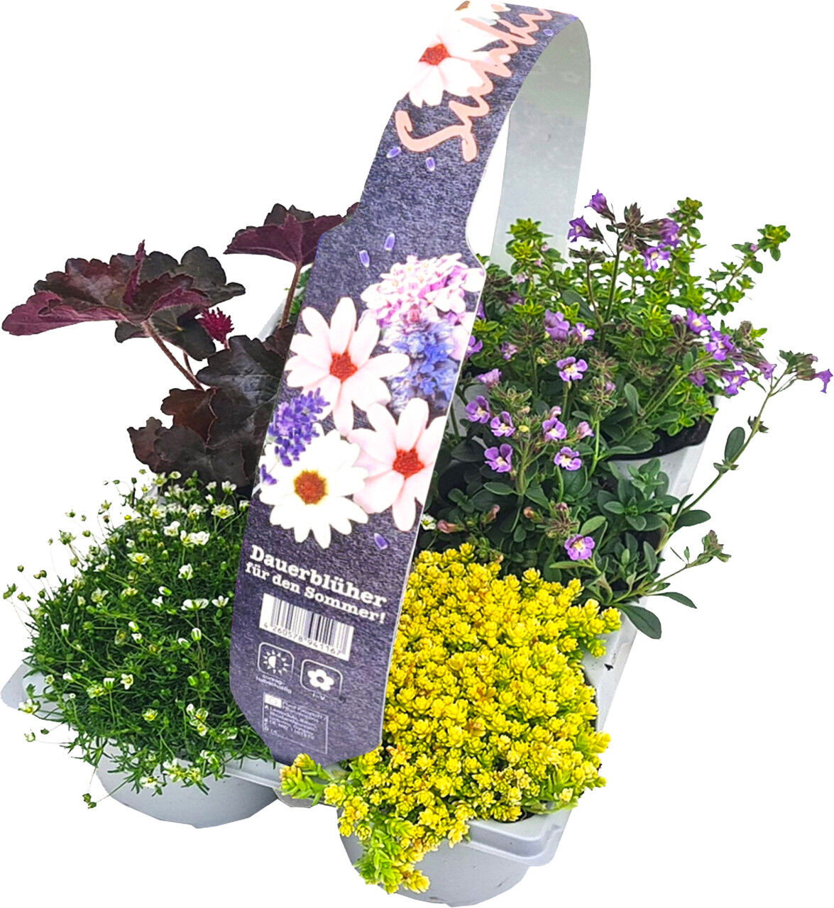 Pflanzen RockCollection Bodendecker, 6er Pack