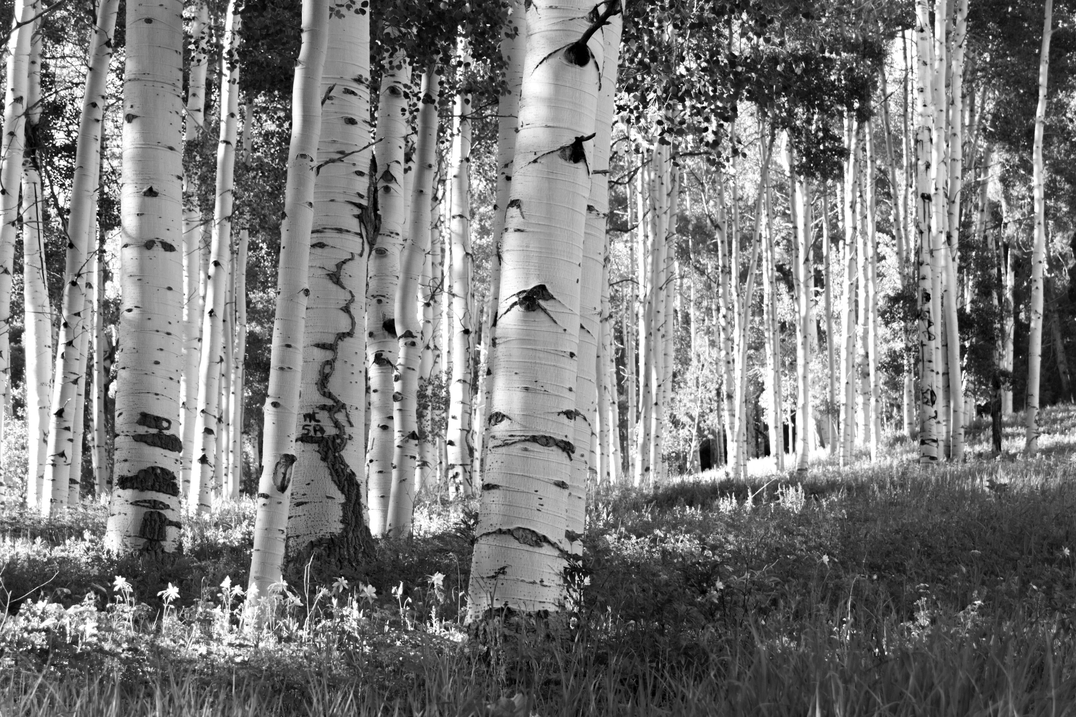 Fototapete PAPERMOON "Birkenwald Schwarz & Weiß", schwarz (schwarz, weiß), B:2m L:1,49m, Vlies, Tapeten, Fototapete