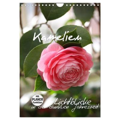 Kamelien Lichtblicke in der dunklen Jahreszeit (Wandkalender 2027 DIN A4 hoch), CALVENDO Monatskalender