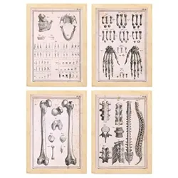 POSTER Set mit 4 Anatomieknochen, Händen, Madivula und Rücken A3 Rahmen aus hellem Holz