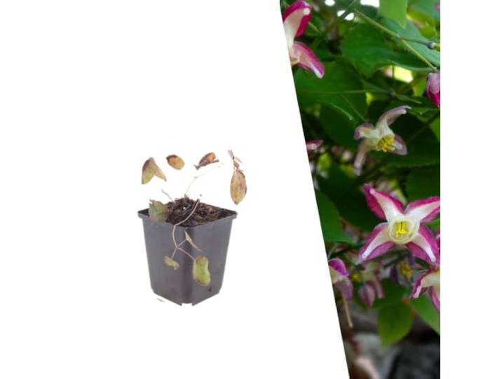 Plants by Frank Epimedium x Rubrum, 48x Rote Elfenblume, Ø 9 cm Rote Elfenblume Pflanzen, Bodendecker Winterhart Mehrjährig, Stauden, Gartenpflanzen, Topf 9 cm, Höhe: 15 cm