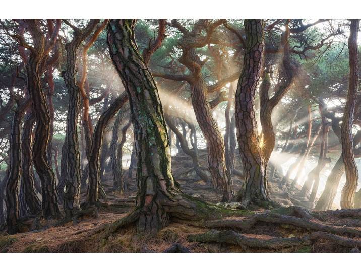 Fototapete PAPERMOON Photo-Art JAEYOUN RYU, HEILIGE KIEFERN , bunt, B:1,5m L:1,11m, Vlies, Tapeten, Fototapete