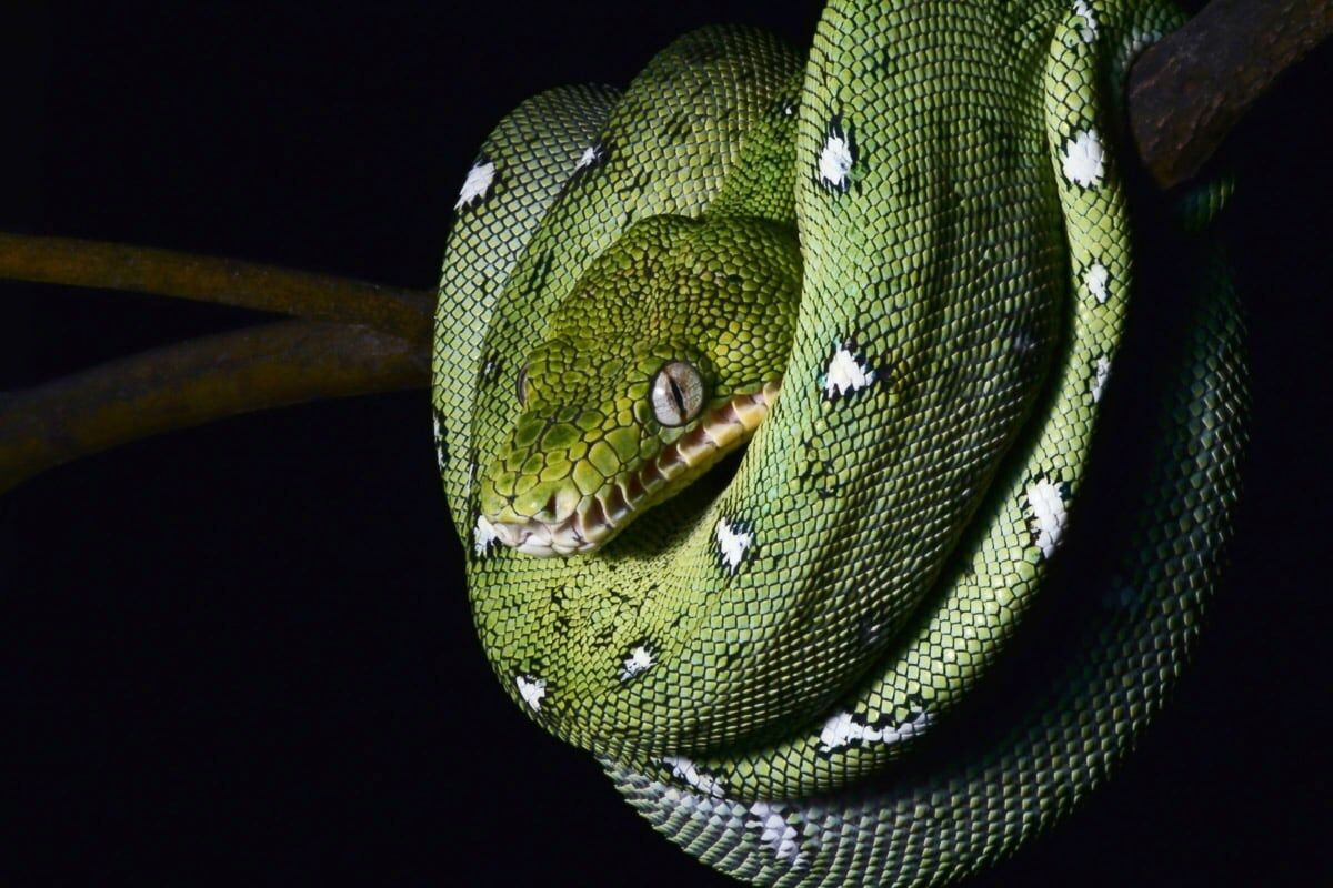 Papermoon "SMARAGDBOA-SCHLANGE TIER REPTIL AMAZONAS REGENWALD BOA" bunt B/L: 4m x 2,6m, Bahnen: 8 Stk.