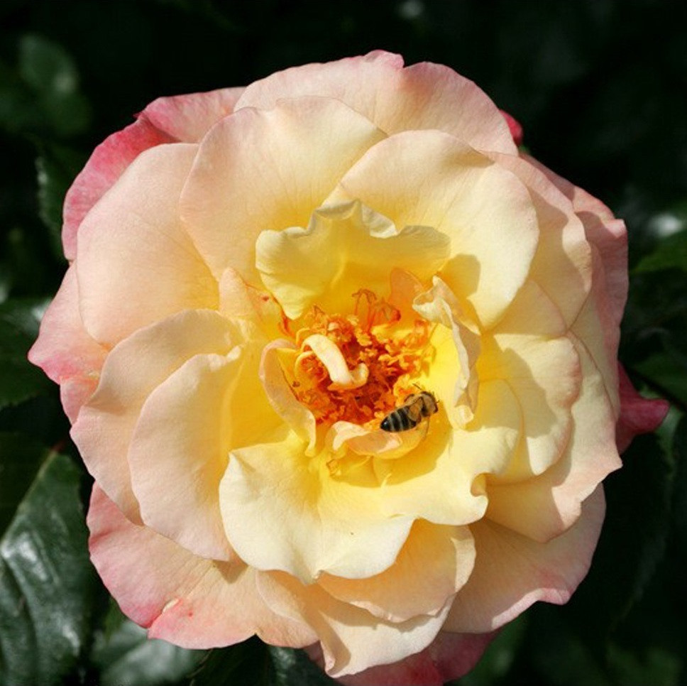 Kordes Klimroos Rosa Moonlight®