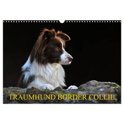 Traumhund Border Collie (Wandkalender 2026 DIN A3 quer), CALVENDO Monatskalender
