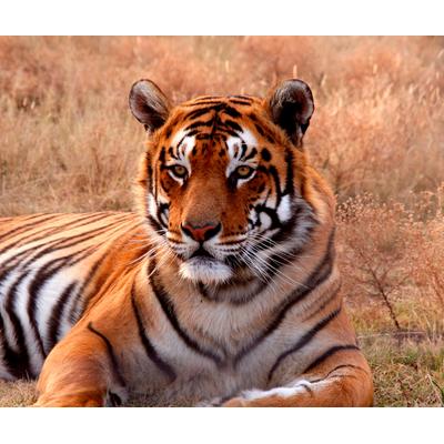 Fototapete PAPERMOON "Tiger", bunt, B:2,5m L:1,86m, Vlies, Tapeten