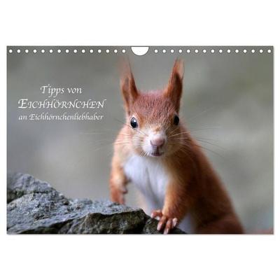 Tipps von Eichhörnchen an Eichhörnchenliebhaber (Wandkalender 2026 DIN A4 quer), CALVENDO Monatskalender