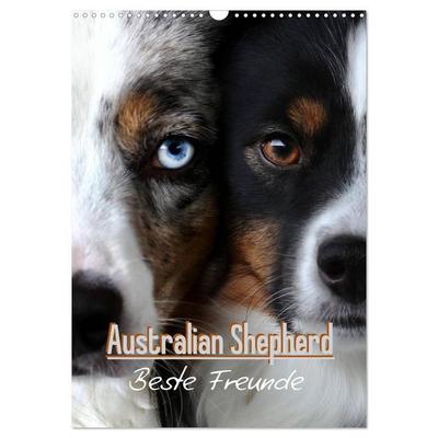 Australian Shepherd - Beste Freunde (Wandkalender 2026 DIN A3 hoch), CALVENDO Monatskalender