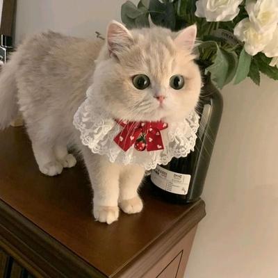 Uplift Picks Princess Style Cat Collar Lace Ribbon Bowtie Necklace With Bell For Cats And Small Dogs 04