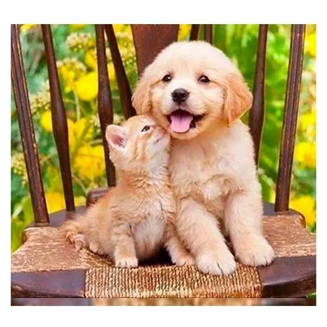 Norimpex 5D-Diamantmosaik - Hund und Katze 40x30cm (54613539)