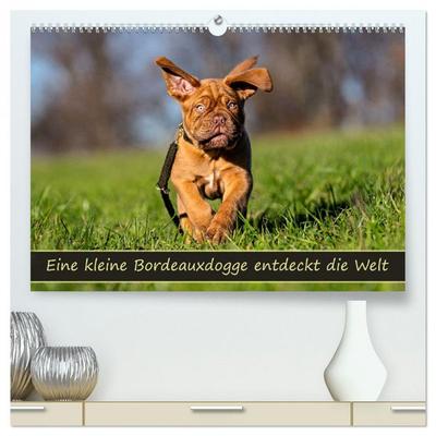 Eine kleine Bordeauxdogge entdeckt die Welt (hochwertiger Premium Wandkalender 2026 DIN A2 quer), Kunstdruck in Hochglanz