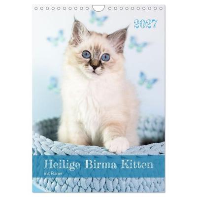 Heilige Birma Kitten Kalender mit Planer (Wandkalender 2027 DIN A4 hoch), CALVENDO Monatskalender