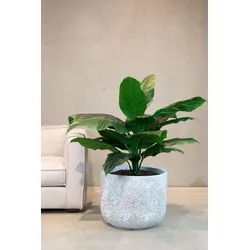 Künstliche Einblatt - Spathiphyllum Pflanze