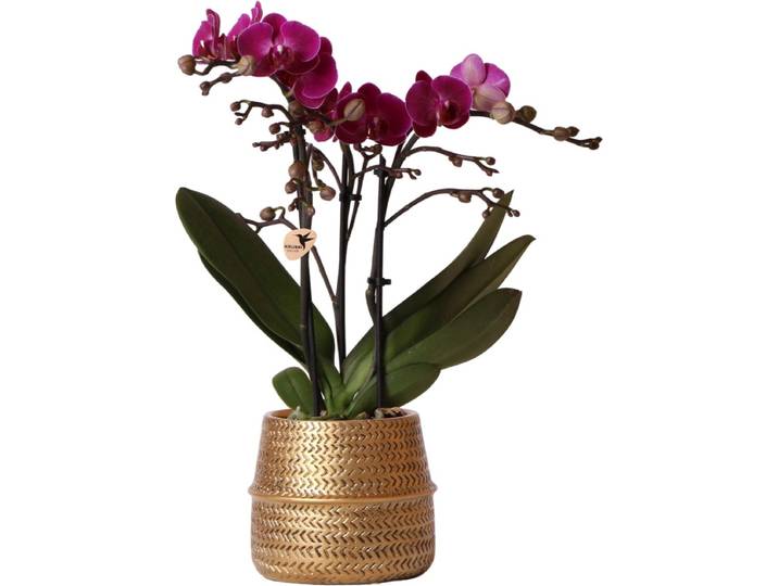 Paarse phalaenopsis orchidee - Morelia + Groove sierpot goud - potmaat Ø9cm - 35cm hoog -