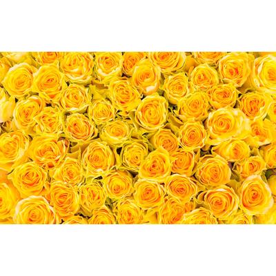 Fototapete LIVING WALLS "sonnige Rosen", gelb, B:4m L:2,5m, Vlies, Tapeten, Vlies, Wand, Schräge