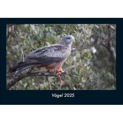Vögel 2025 Fotokalender DIN A4