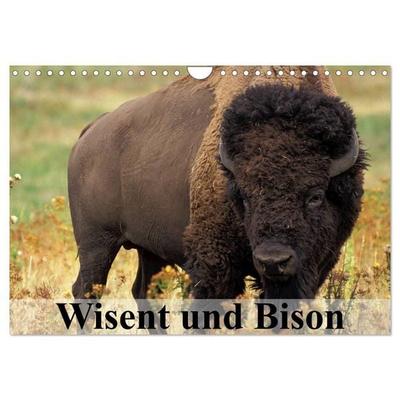 Wisent und Bison (Wandkalender 2027 DIN A4 quer), CALVENDO Monatskalender