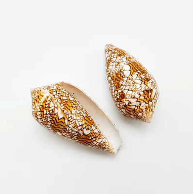 Inspire Picks 2PCS Eyed Cowrie Shell Set Natural Sea Shell Decor For Aquarium & Coastal Styling textile Cone