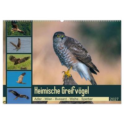 Heimische GREIFVÖGEL Adler Milan Bussard Weihe Sperber (Wandkalender 2027 DIN A2 quer), CALVENDO Monatskalender