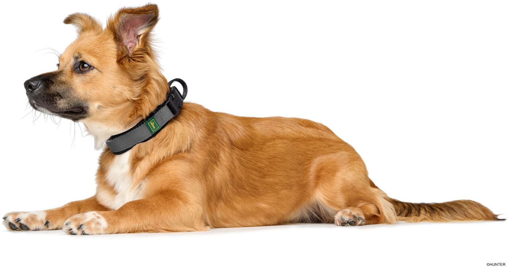 DOG SPORT HUNTER Halsung Maldon S, schwarz/grau
